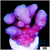 Aussie Bubble Tip Acropora