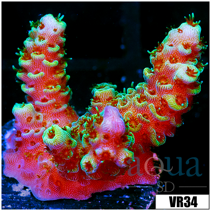 ASD Rainbow Tenuis