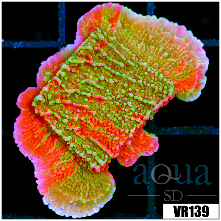 ASD Grafted Montipora