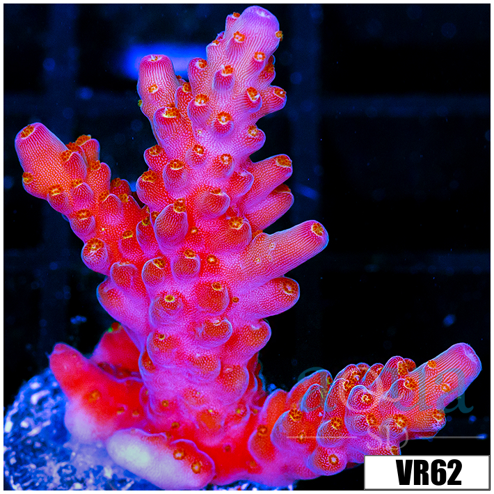 BC Unicorn Bubble Bath Acropora