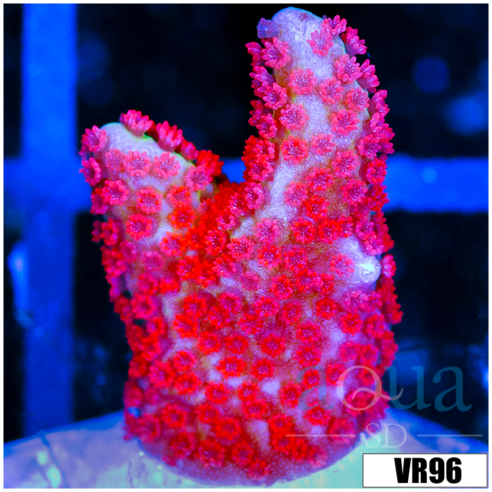Red Montipora Digitata