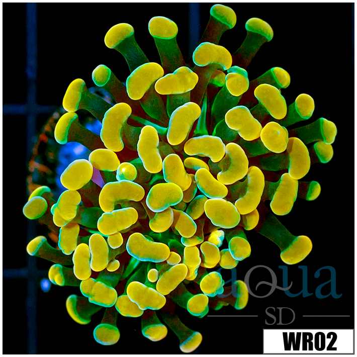 ASD Willy Wonka Hammer