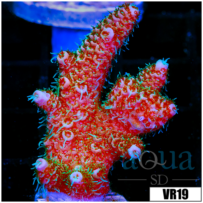 ASD Rainbow Mille