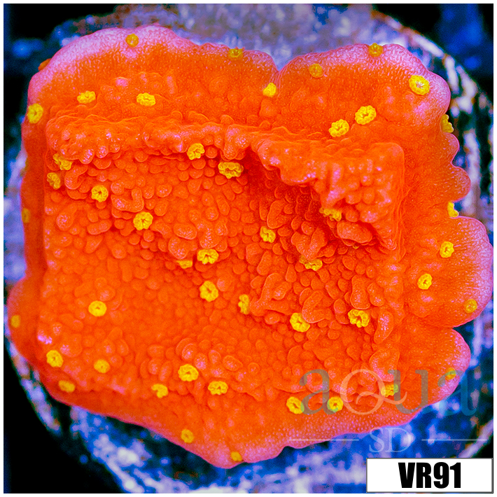 Sunburst Montipora