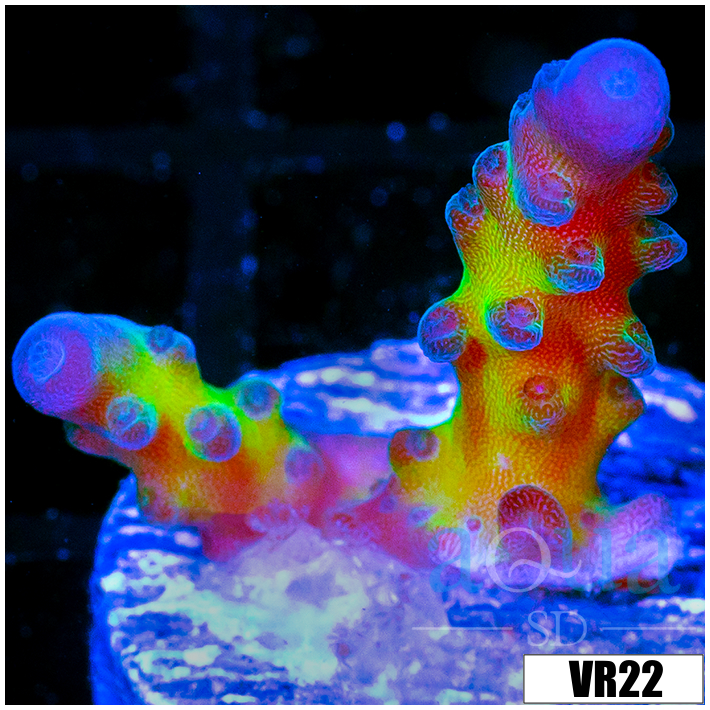 Miyagi Tort Acropora