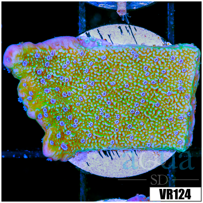 Blueberry Fields Montipora