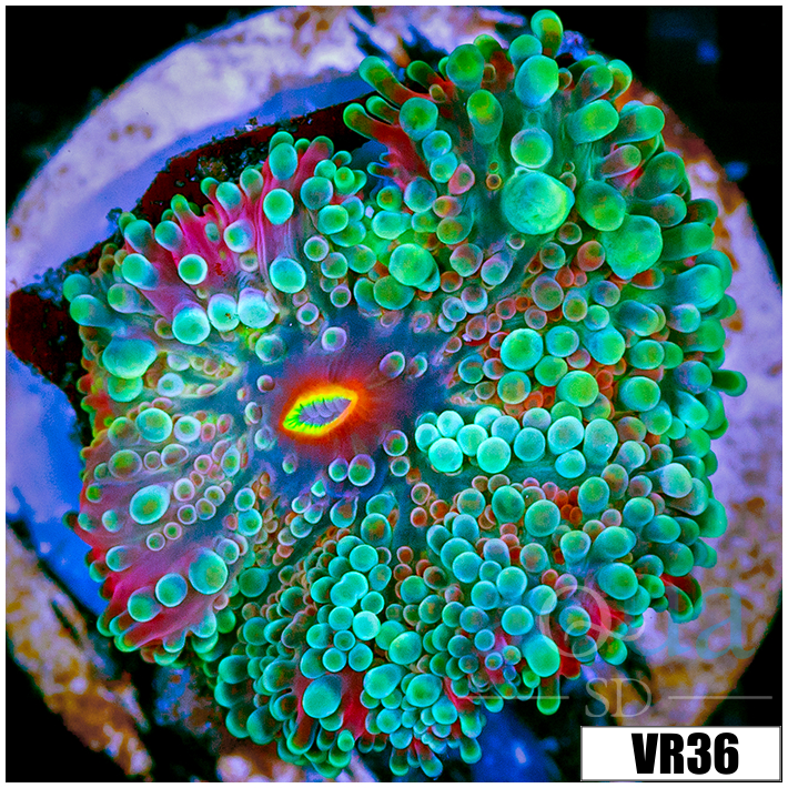 Emerald Yuma Ricordea