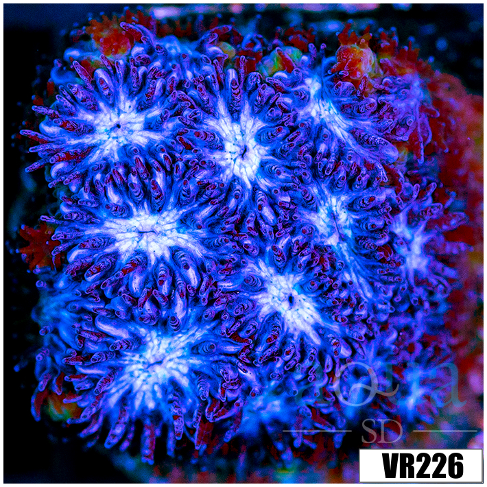Blue Ice Leptastrea