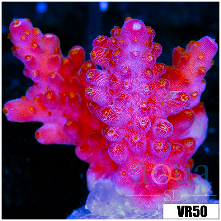 BC Unicorn Bubble Bath Acropora