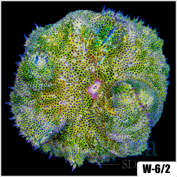 ASD Maxi Mini Carpet Anemone