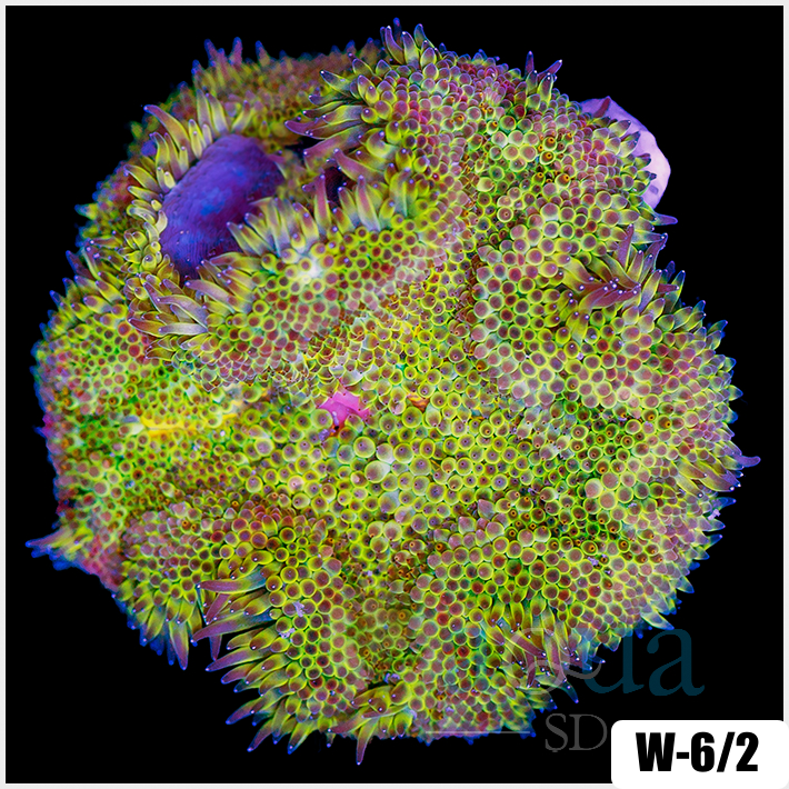 ASD Maxi Mini Carpet Anemone