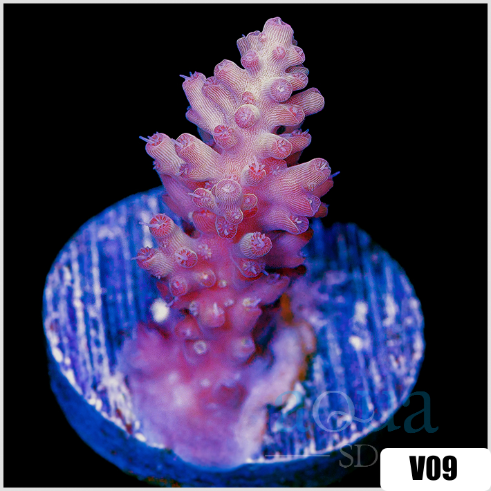 Strawberry Tort Acropora