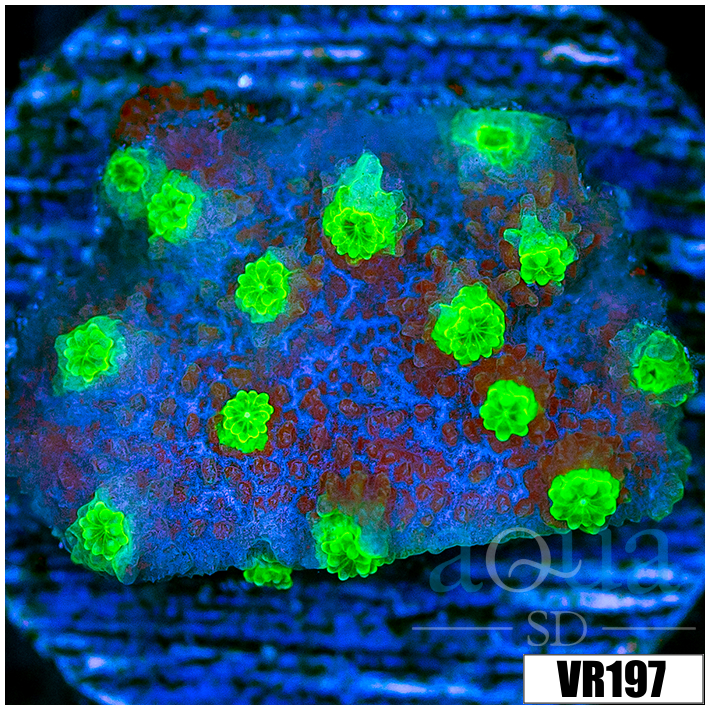 Jokers Cyphastrea