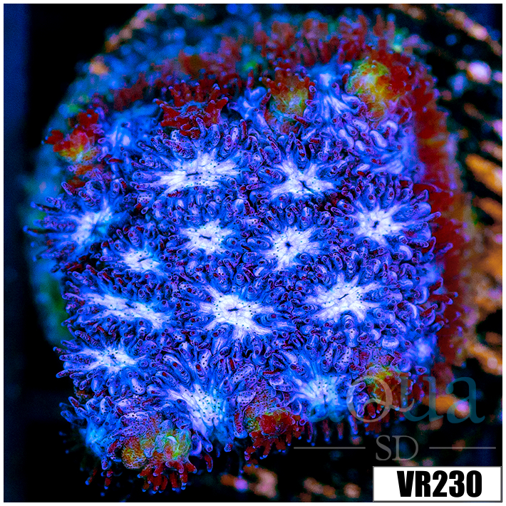 Blue Ice Leptastrea