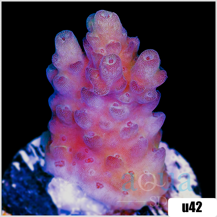 Strawberry Tort Acropora