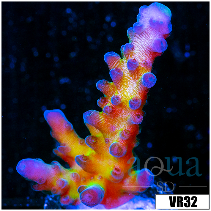 Miyagi Tort Acropora