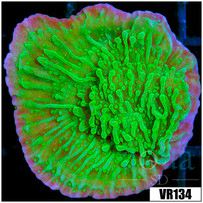 Neon Plating Montipora