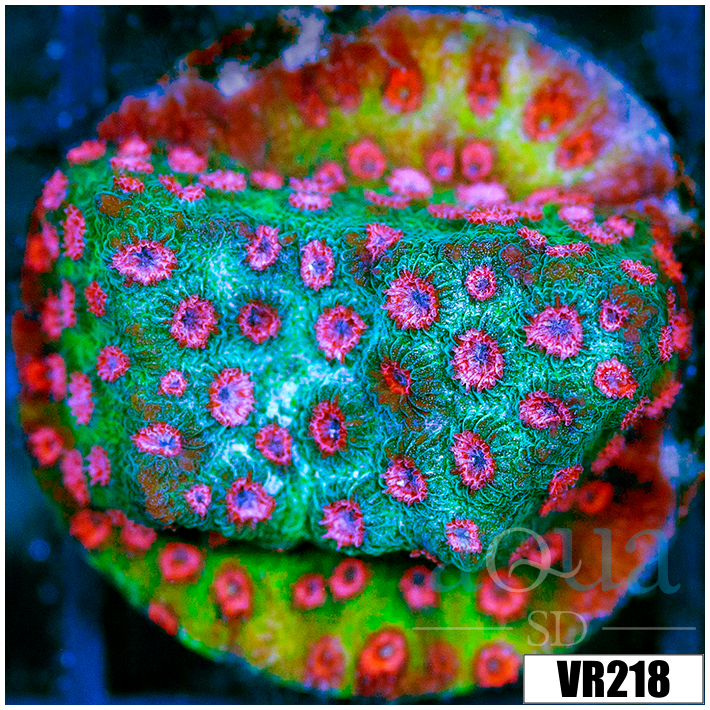 Watermelon Gushers Cyphastrea