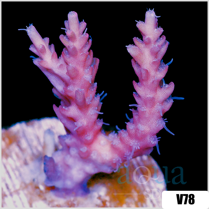 Strawberry Tort Acropora
