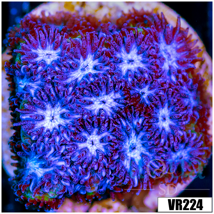 Blue Ice Leptastrea
