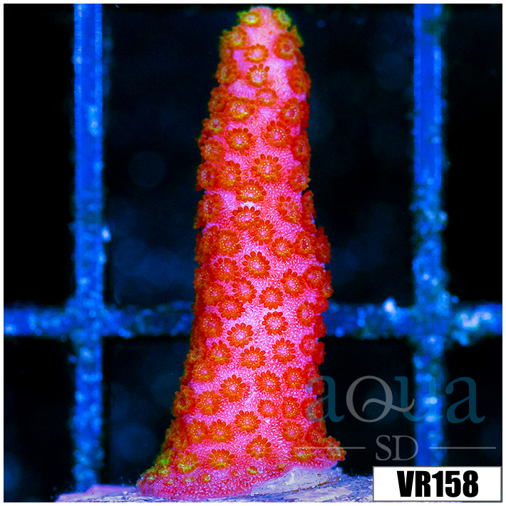 Red Montipora Digitata