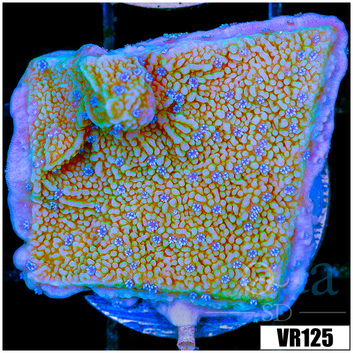Blueberry Fields Montipora