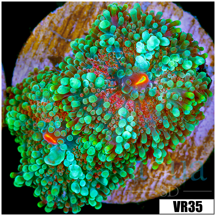 Emerald Yuma Ricordea