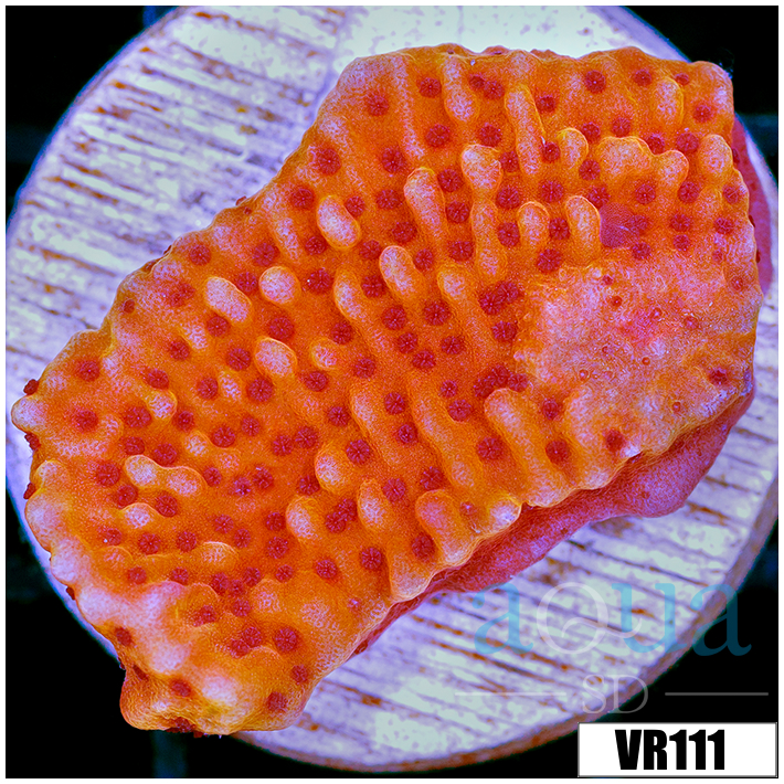 Orange Phoenix Montipora