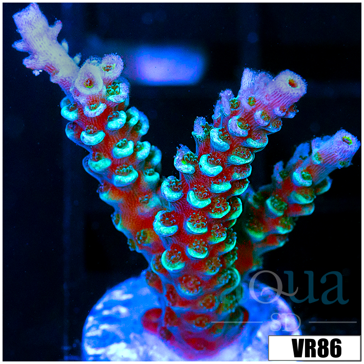 Rainbow Fusion Tenuis