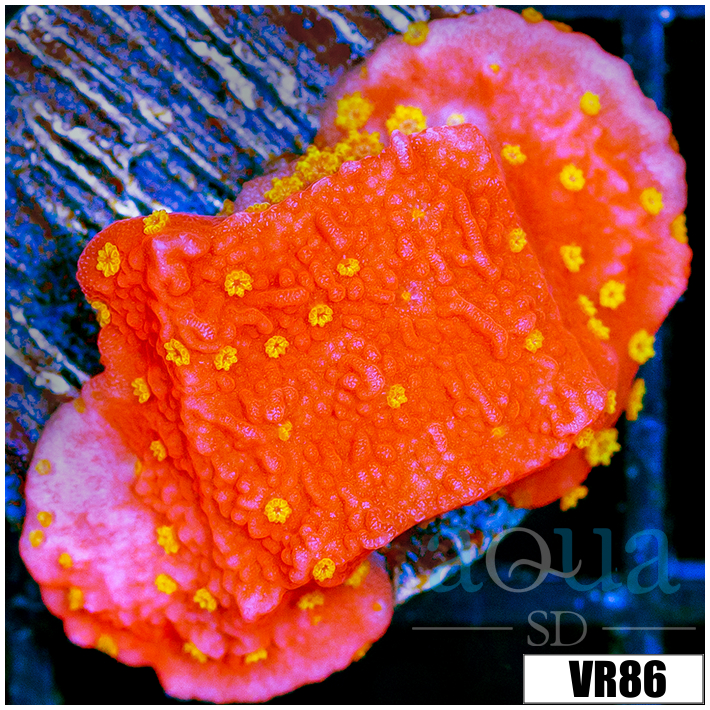 Sunburst Montipora