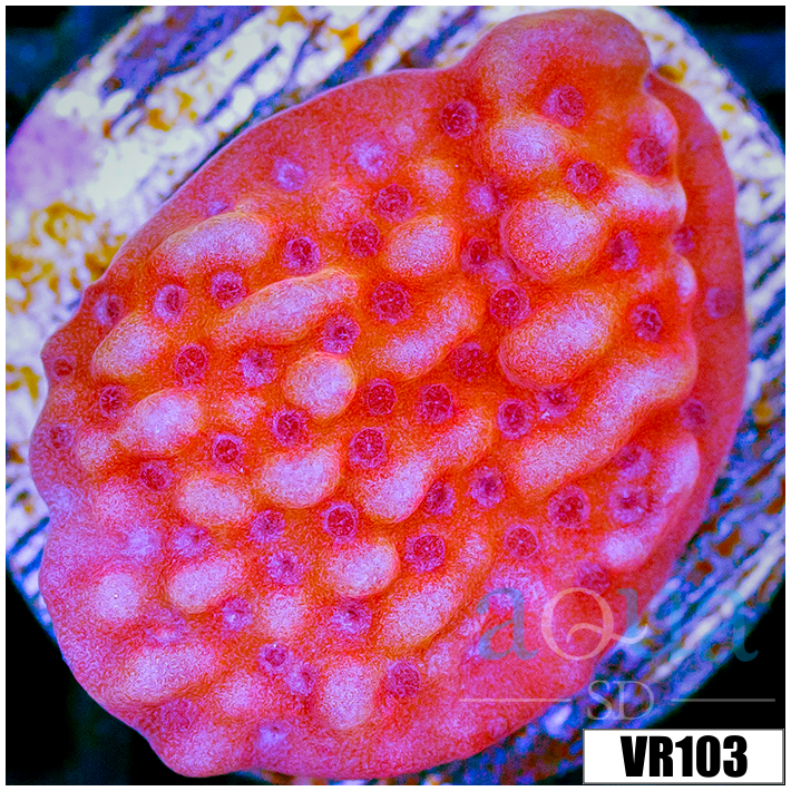 Orange Phoenix Montipora