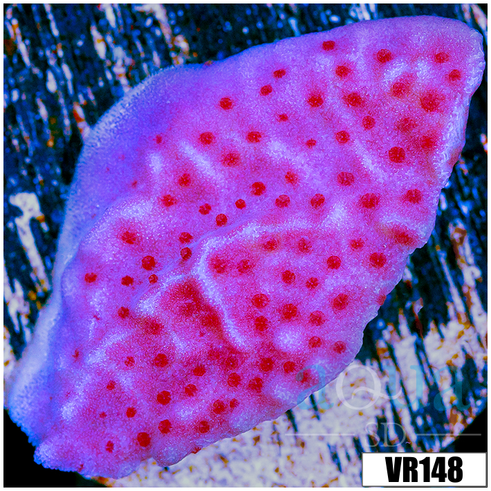 Jedi Mind Trick Montipora