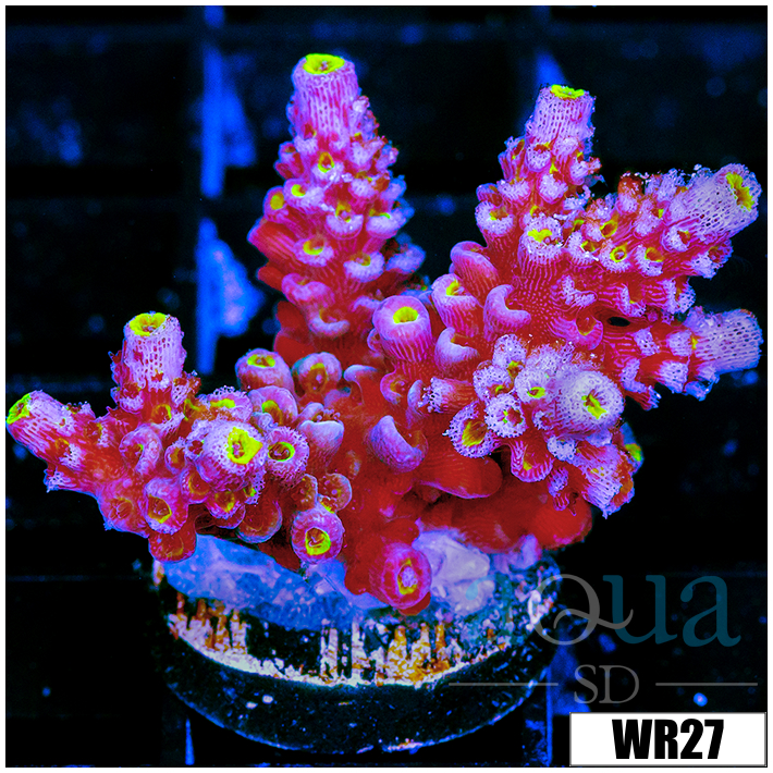 Golden Tips Tenuis
