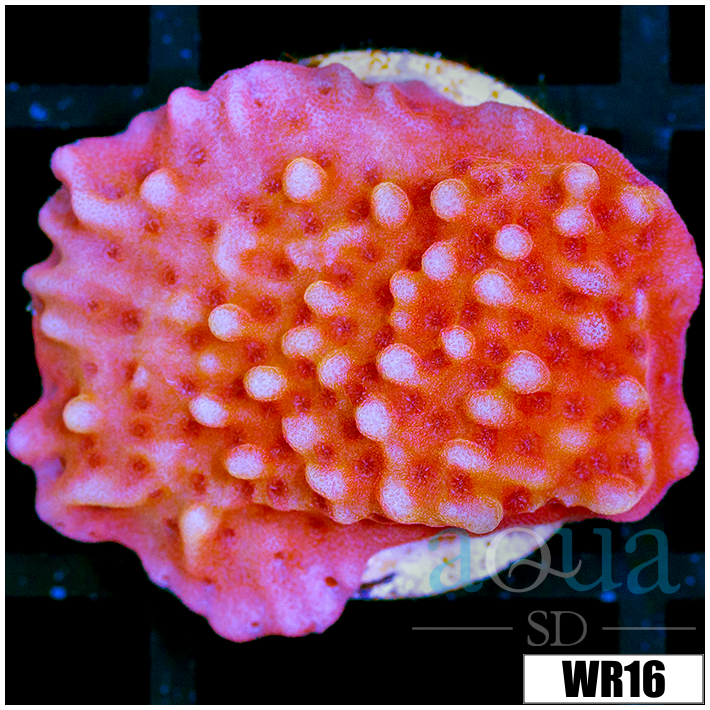 Orange Phoenix Montipora