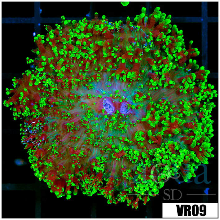 Nuclear Fuzzy Mushroom
