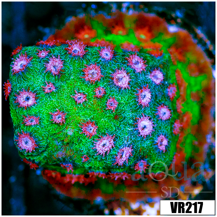 Watermelon Gushers Cyphastrea