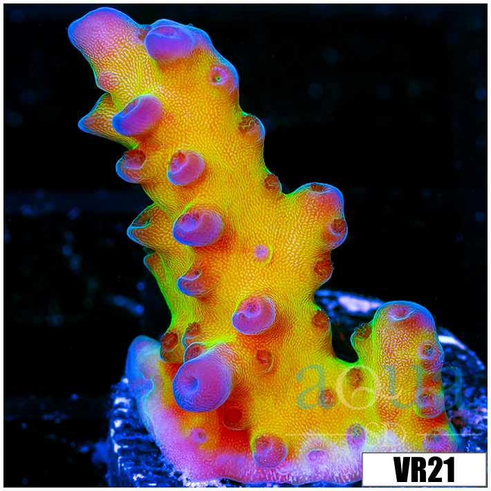 Miyagi Tort Acropora
