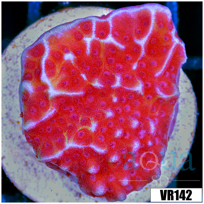 Jedi Mind Trick Montipora