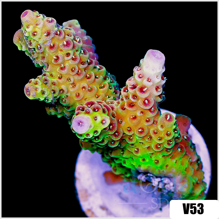 ASD Rainbow Mille