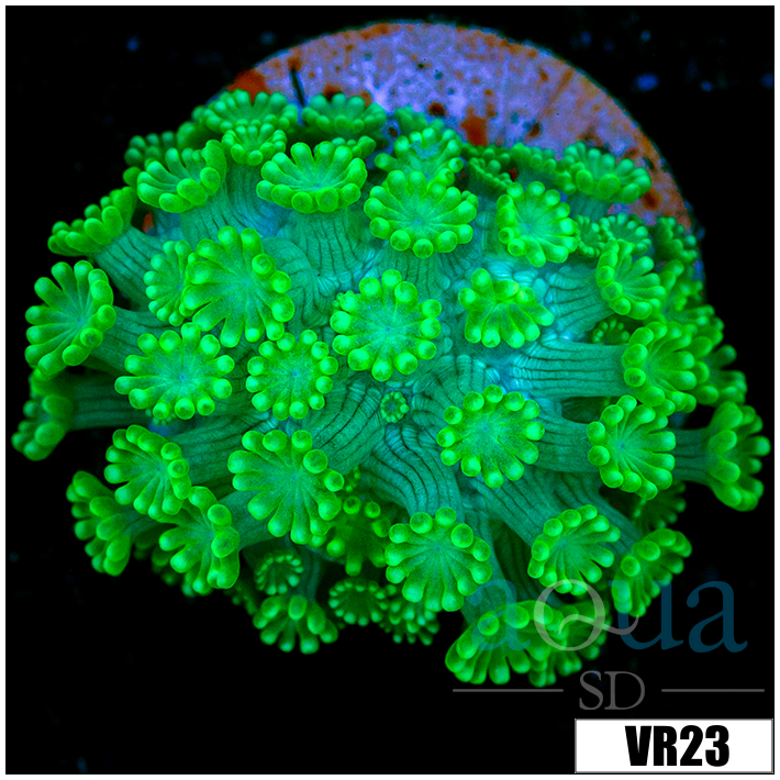 Neon Alveopora