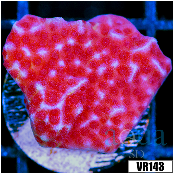 Jedi Mind Trick Montipora