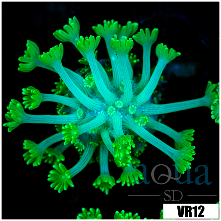 Neon Alveopora