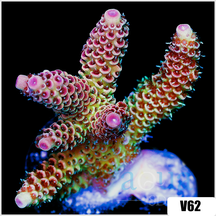 ASD Rainbow Mille