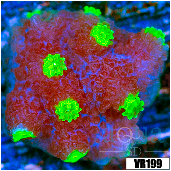 Jokers Cyphastrea