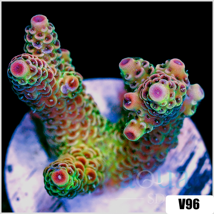ASD Rainbow Mille