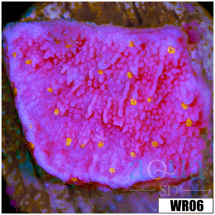Sunburst Montipora