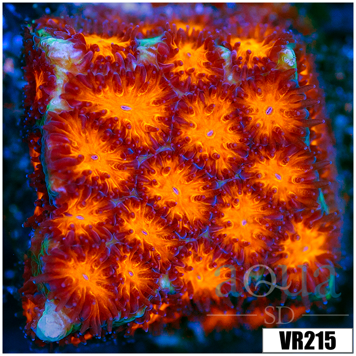 Orenji Eye Leptastrea