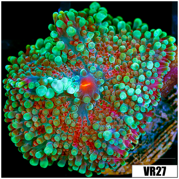 Emerald Yuma Ricordea