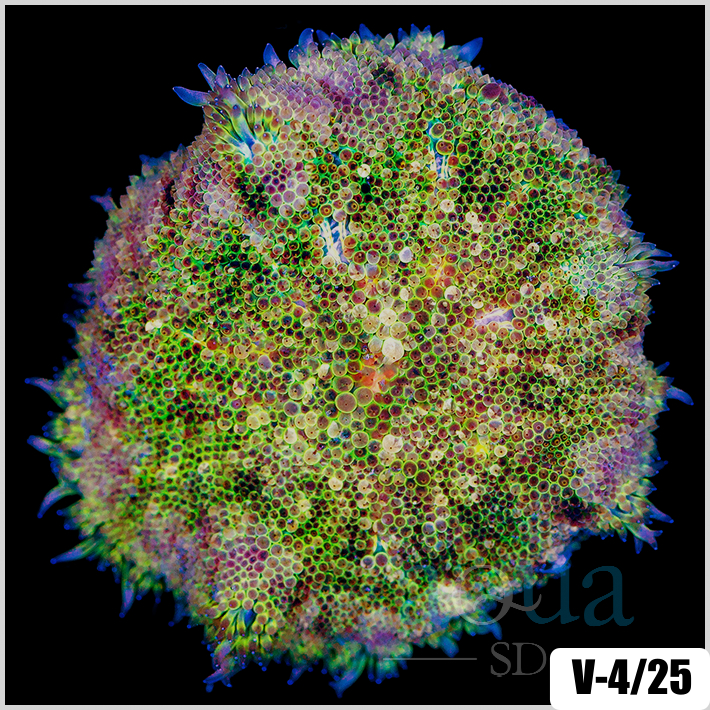 Grade B Maxi Mini Carpet Anemone