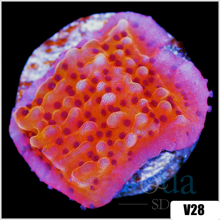 Orange Phoenix Montipora